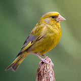 Garden birds
